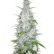 Maroc feminized seeds