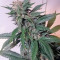 Afghan Kush feminized seeds