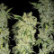C4 Auto (Fast Buds)