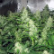 Y Griega CBD feminized seeds
