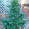 Graines de cannabis Brazil Amazonia (World of Seeds)
