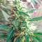 Graines de cannabis Critical Cheese (Dinafem Seeds)