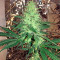 Critical Cheese Seeds