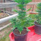 Original Amnesia Autoflowering feminized seeds