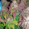 Semi femminizzati Purple Trainwreck