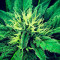 Super Skunk feminized seeds (Vision Seeds)