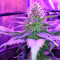 Amnesia Seeds (World of Seeds)