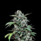 Semi femminizzati Maxi Haze Auto