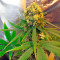 Auto Fresh Candy strain