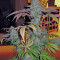 Semi femminizzati di Cataract Kush