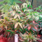 Graines de cannabis Cheese (Dinafem Seeds)