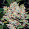Graines de cannabis Freddy's Best (Dutch Passion)