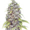 Pure AK fem (Female Seeds)