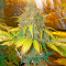 Semi femminizzati Pure Power Plant (Nirvana Seeds)