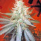 Jack Herer Auto feminized seeds (Green House Seeds)