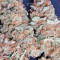 Semi femminizzati Moby Dick (Green House Seeds)