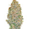 Auto Chocolate Skunk feminized seeds
