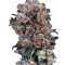 Blueberry regular (Dutch Passion)