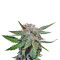 Royal Cheese (Fast Flowering) Seeds - Cannabis Strain Seeds for Sale