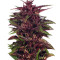 Graines de cannabis Twilight (Dutch Passion)