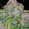 StarRyder Auto feminized seeds