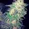 Afghan Kush feminized seeds