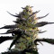 Blueberry OG strain
