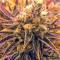 Kritikal-K Seeds