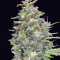 G13 Haze Regular