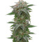 Semillas feminizadas Bubba Kush 2.0 (Humboldt Seeds Organization)