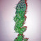 Santa Sativa feminizada