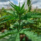 Auto Dark Purple feminized seeds