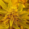 Auto New York City (Pyramid Seeds)