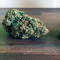 Sementes feminizadas Auto Cinderela Jack