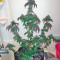Blue Cheese cannabis strain