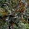 Blueberry OG strain