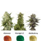 Colour mix 6 (AutoFem) Seeds