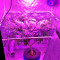 Desert Diesel (Humboldt Seeds Organization)
