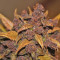 Graines féminisées de LSD-25 Auto (Fast Buds)