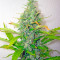 Skunk + (Kannabia Seeds)