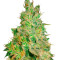 Critical Kali Mist Seeds