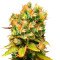Honeybells CBD (Delicious Seeds)