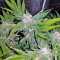 Northern Lights (00 Seeds)