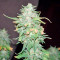 Graines de cannabis Afghan Kush X Yumbolt (World of Seeds)
