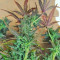 Blueberry Bliss Auto marijuana strain