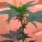 Chemdawg Seeds (Humboldt Seeds Organization)