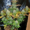 Graines de cannabis Diesel Automatic (RQS)