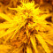 Graines de cannabis Super Skunk Auto (Vision Seeds)