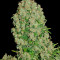 Semillas White Russian feminizadas (Serious Seeds)