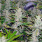 Cream Mandarine Auto Seeds